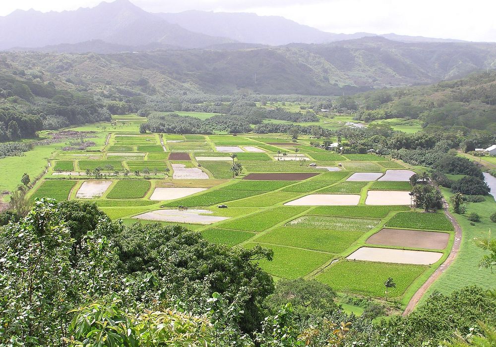 Farmland and pasture on Kauai